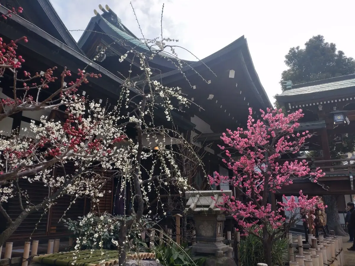 春の香りに誘われて大阪天満宮への画像_3