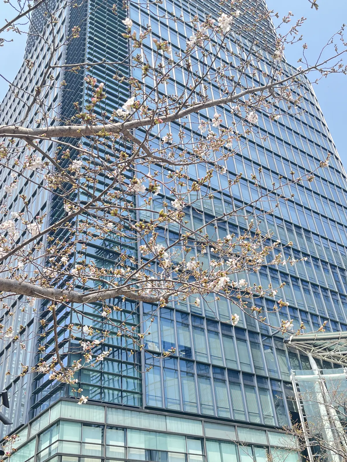 Jマダムと春のお出かけの画像_2