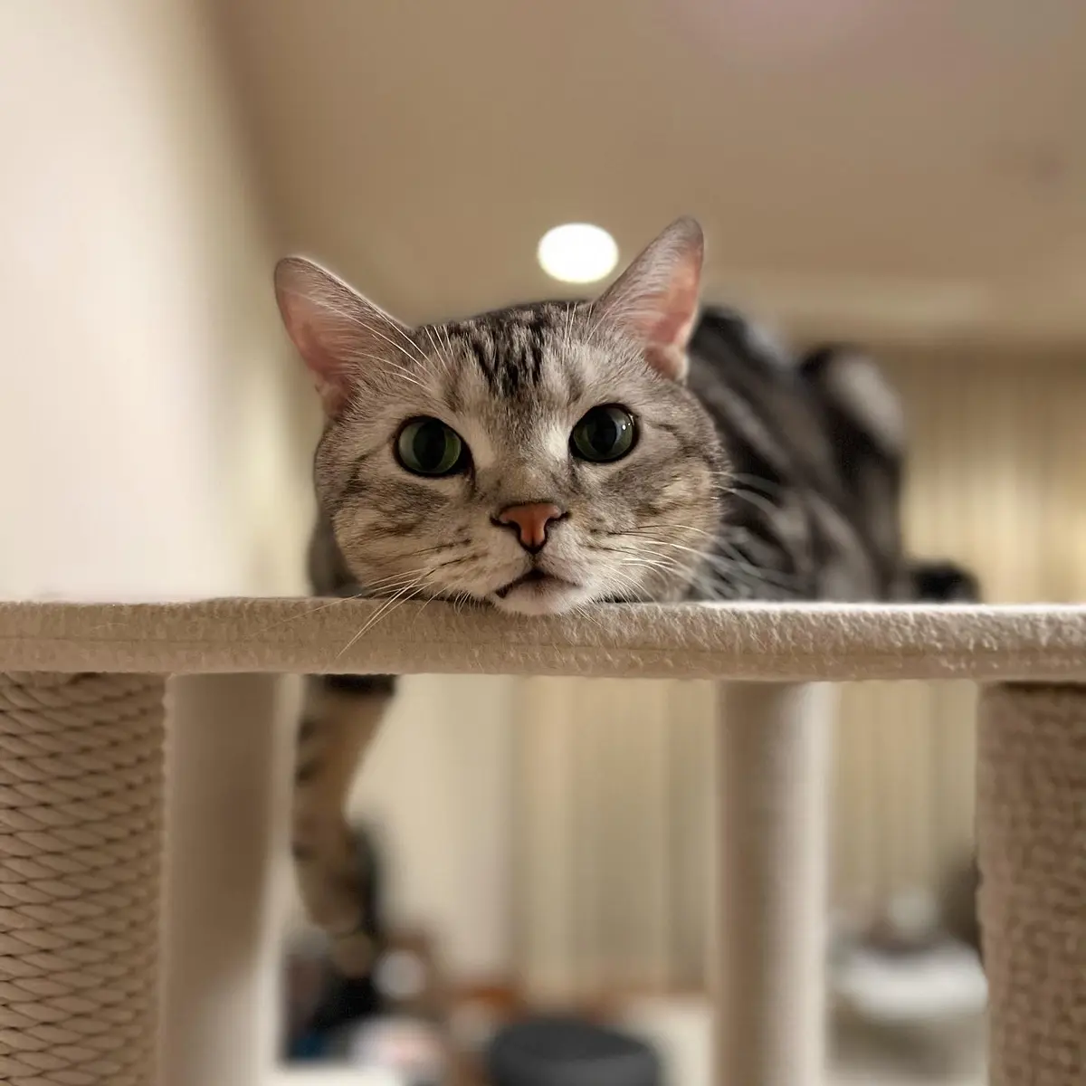 キャットタワーの上にいるアラン