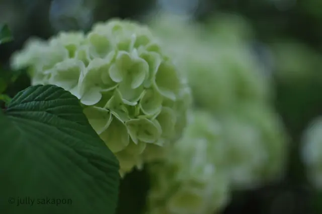 【番外編】初夏イングリッシュガーデンの画像_3