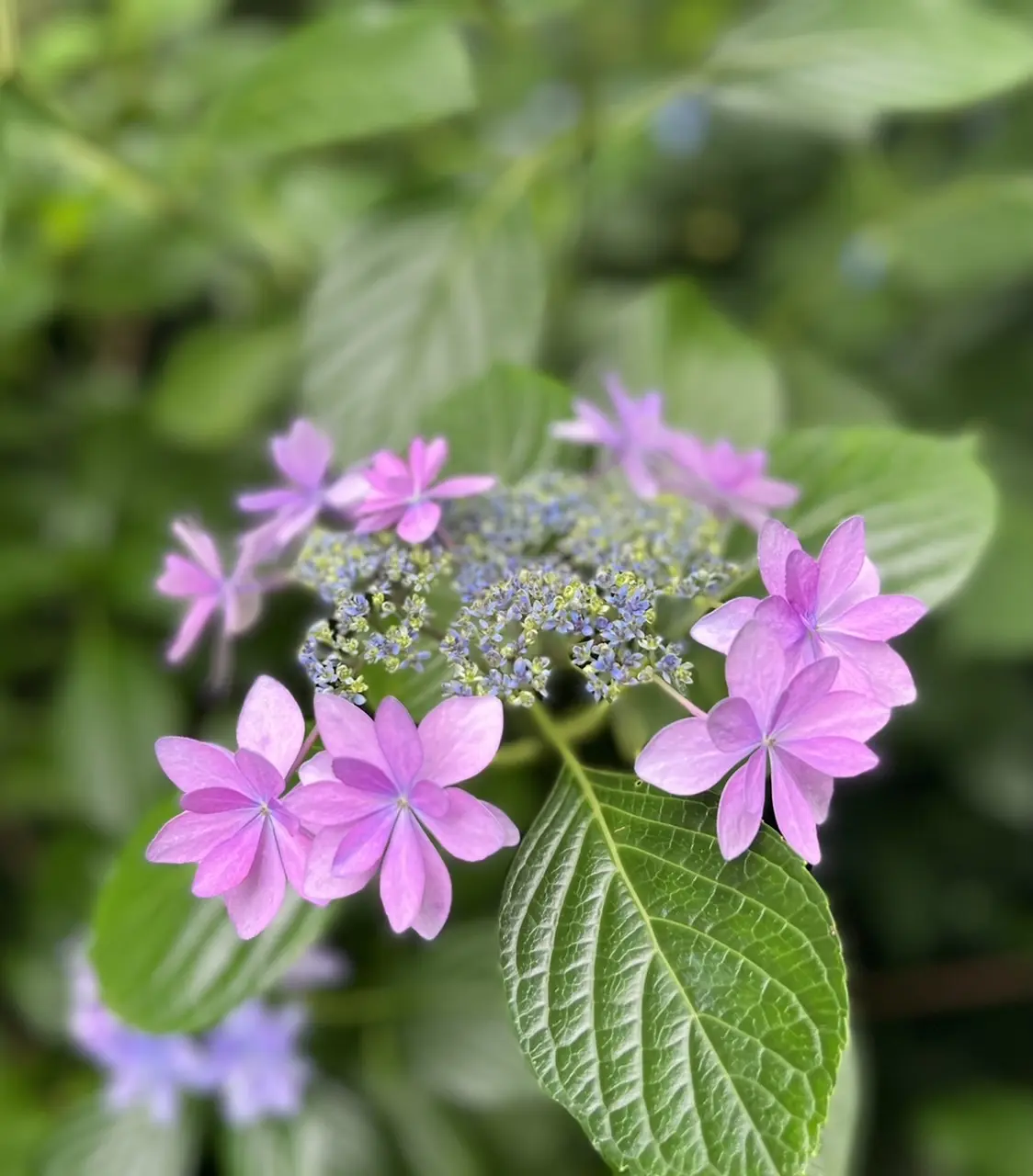 紫陽花☆お蕎麦☆6月の鎌倉さんぽの画像_21
