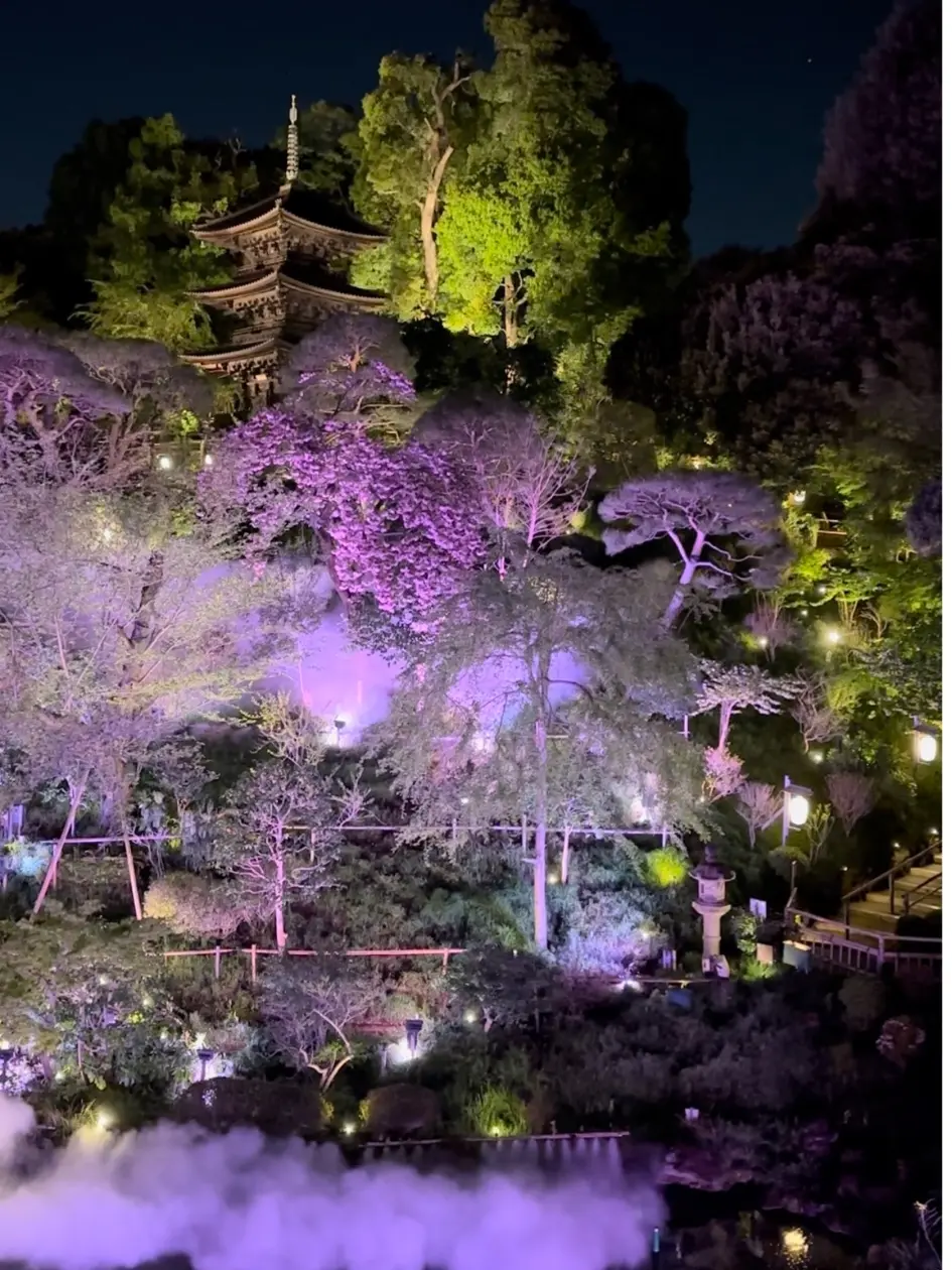 夜桜雲海　桜色　ピンク