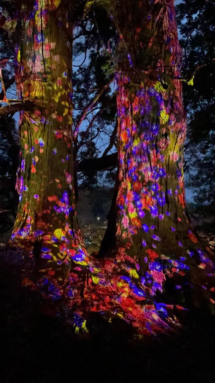 開放感いっぱいの自然空間でデジタルアートの画像_4