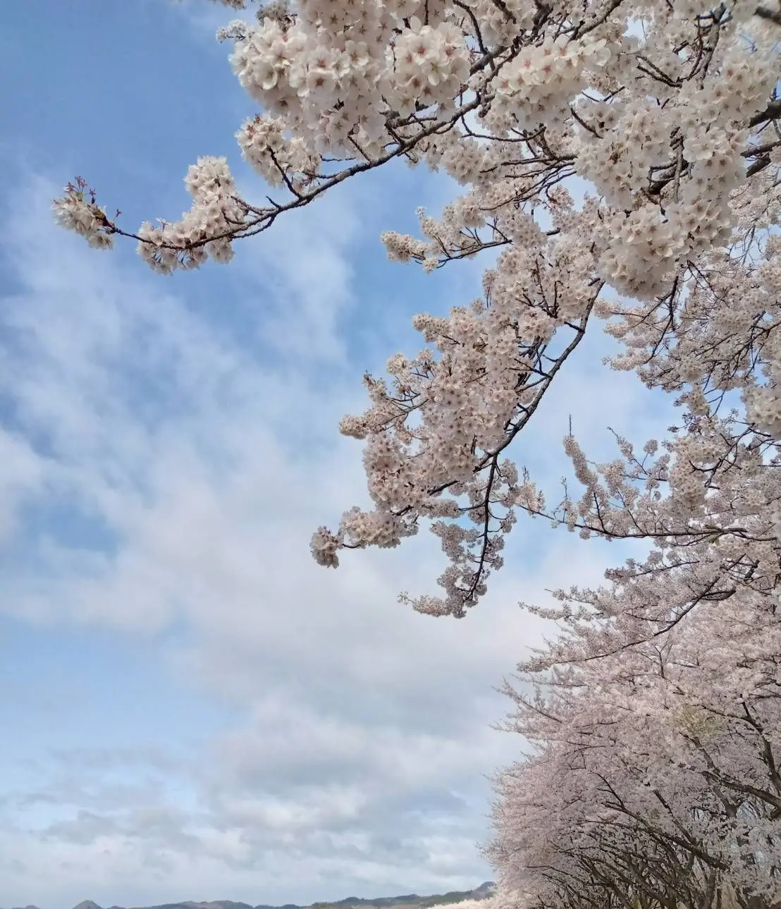 遅ればせながら、北国の桜が満開です。の画像_7