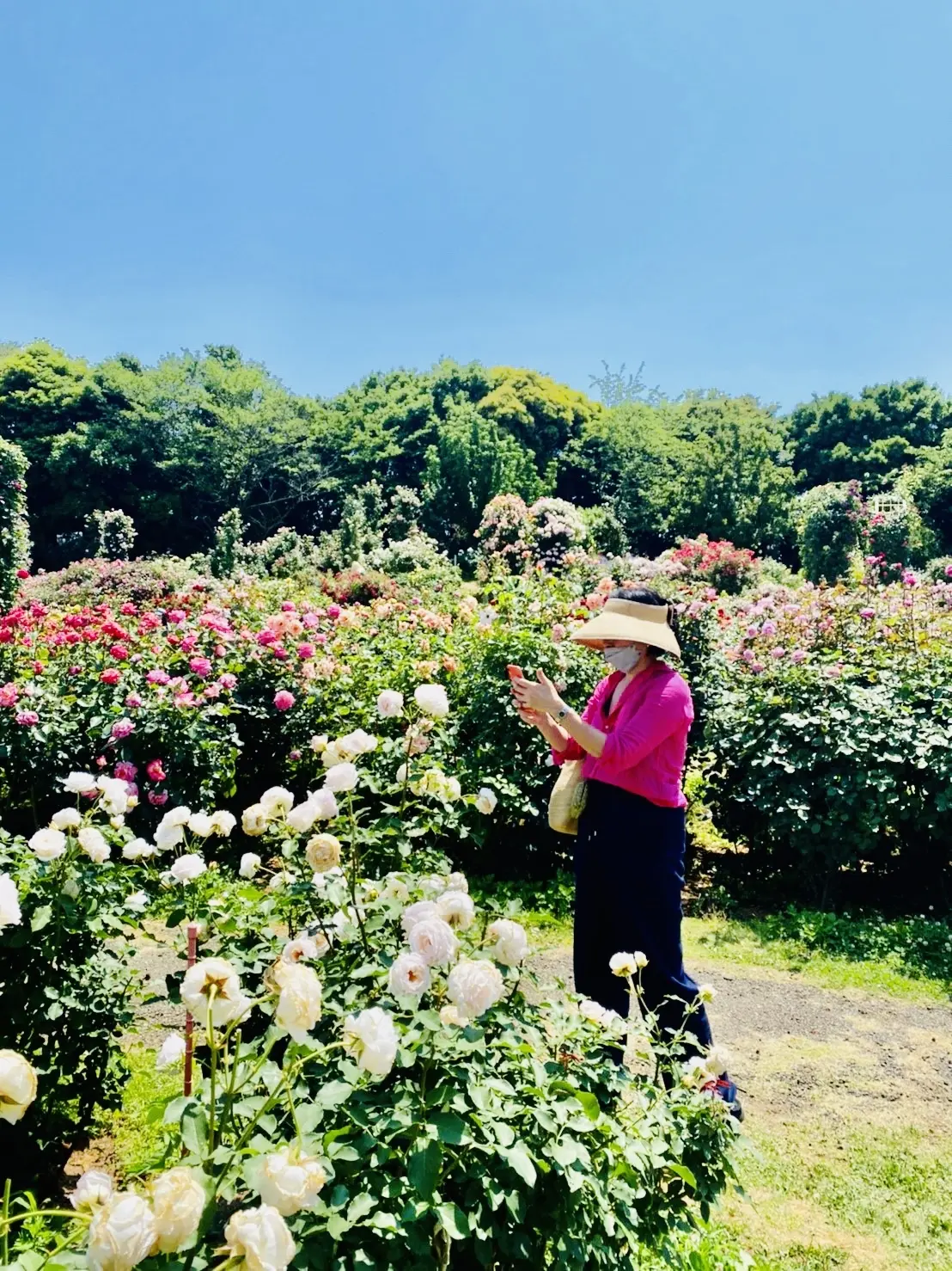 大人の遠足〜薔薇とワインを楽しむ会〜の画像_3