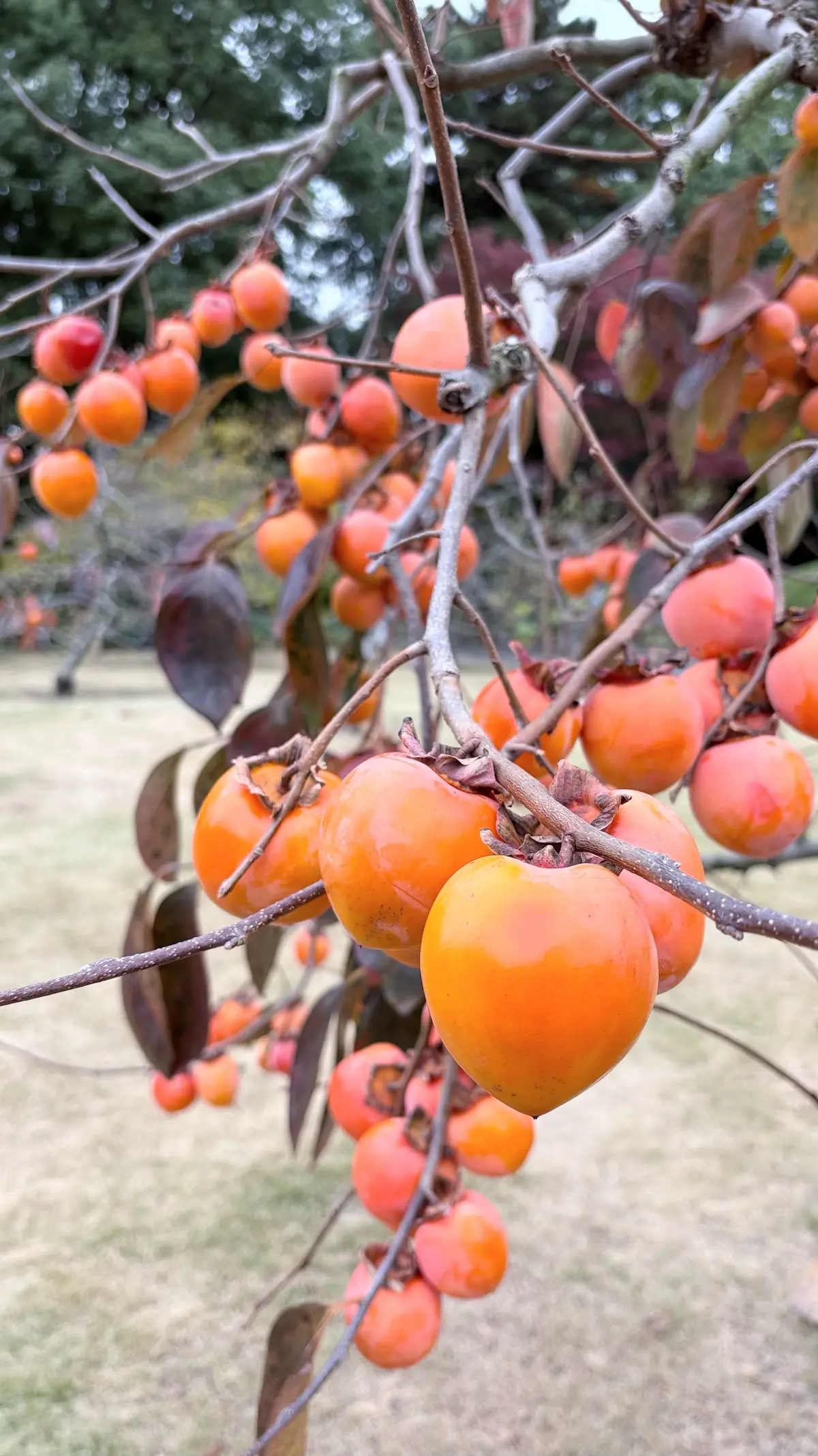 乾通り散策＊GUコーデの画像_7