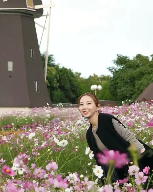 秋空とコスモスの丘✨の画像_3