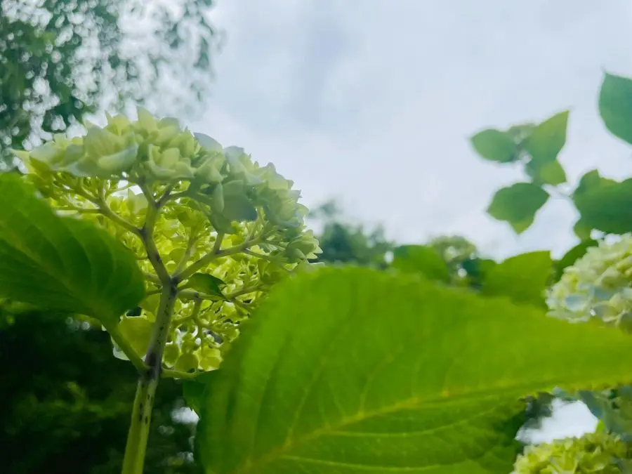 北鎌倉の紫陽花