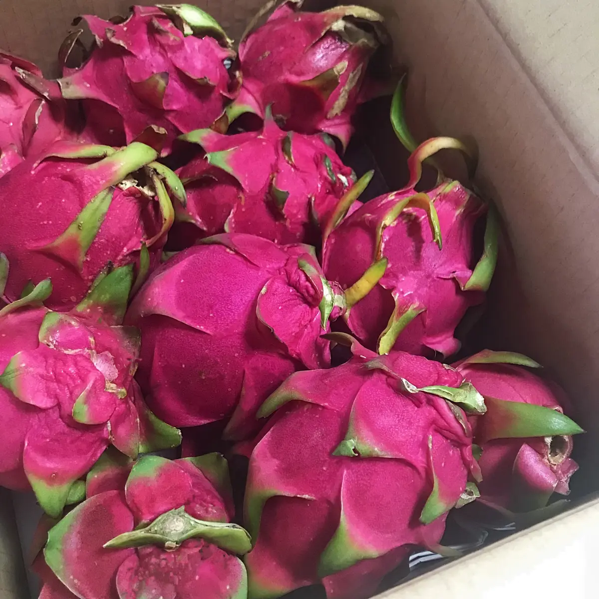 箱いっぱいのドラゴンフルーツ