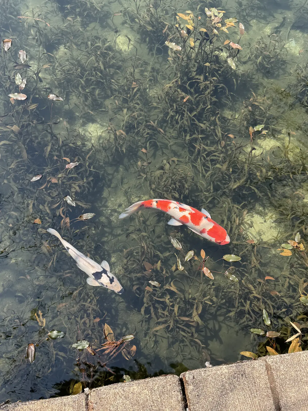 見てるだけで深呼吸したくなる。春のモネのの画像_1