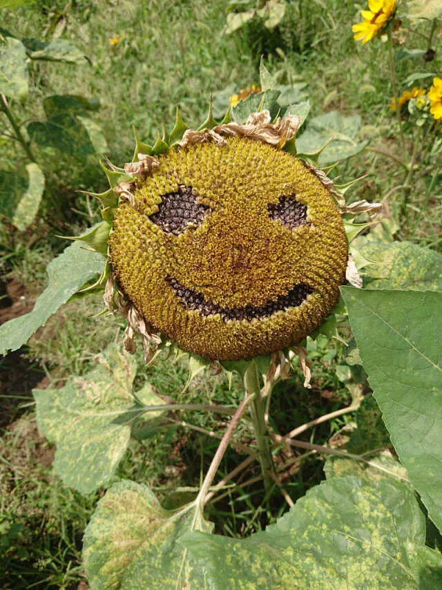 風車のひまわりガーデンの画像_4