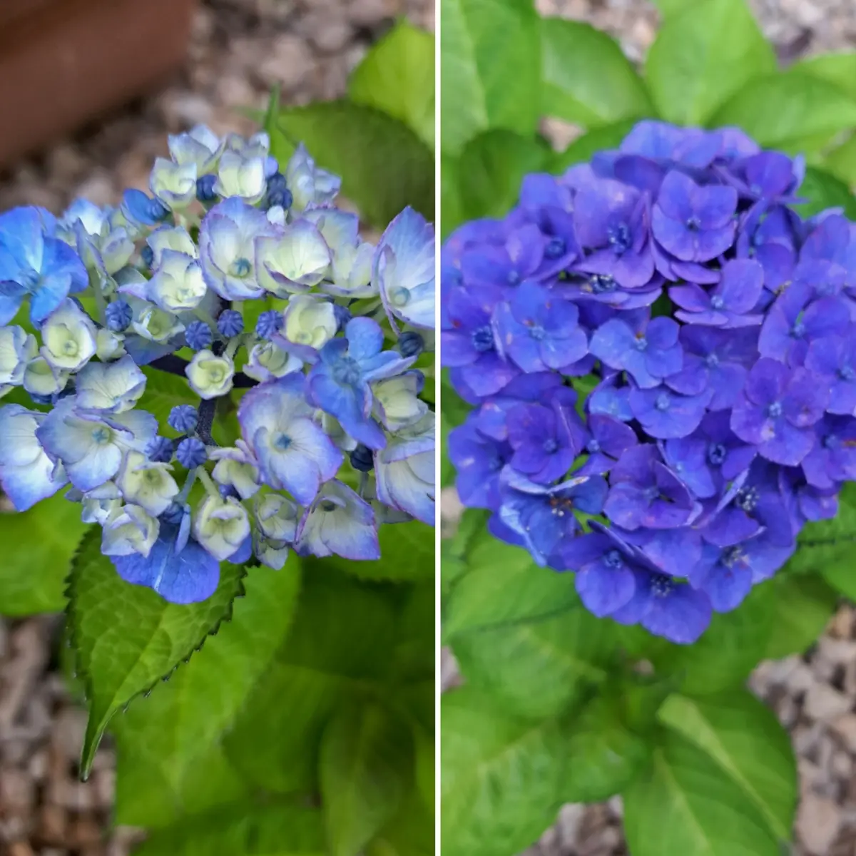 久しぶりの鎌倉 紫陽花鑑賞はお気に入りのの画像_15