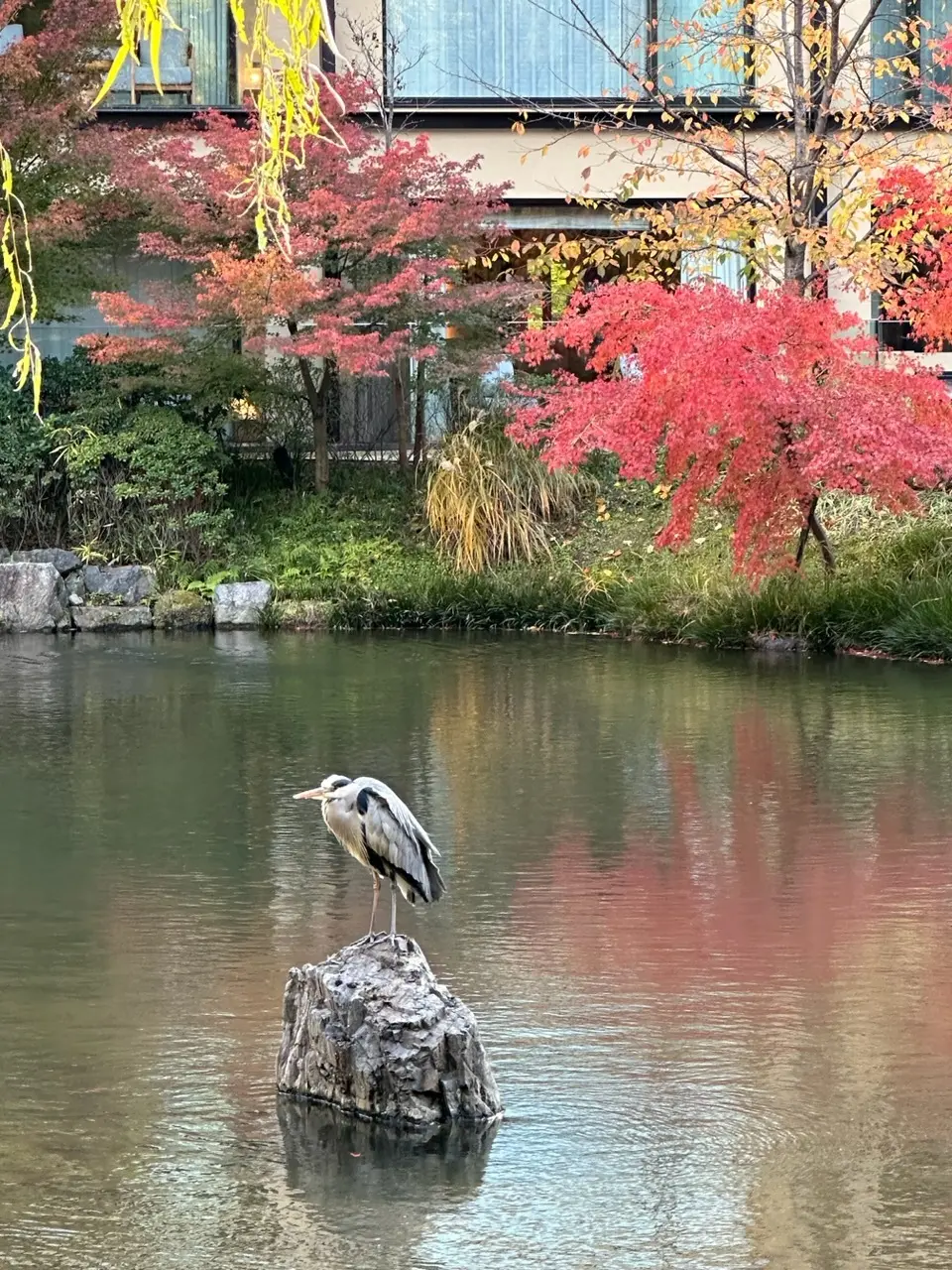 フォーシーズンズホテル京都で【京の秋】がの画像_15