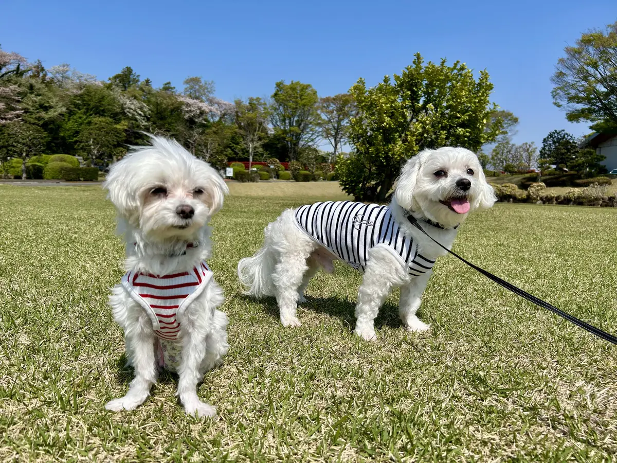 新しい家族を迎えました♪の画像_5