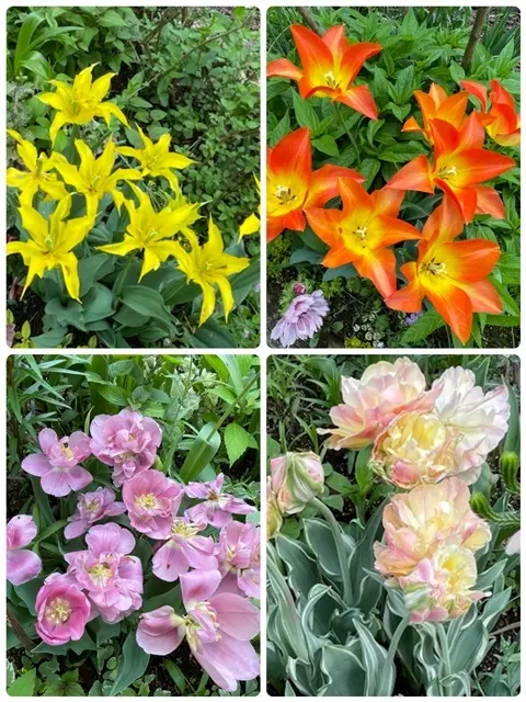 アークヒルズ、春の限定公開ルーフガーデンのチューリップ