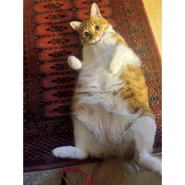 帰宅すると玄関ラグの上にゴロンと転がってお出迎 え