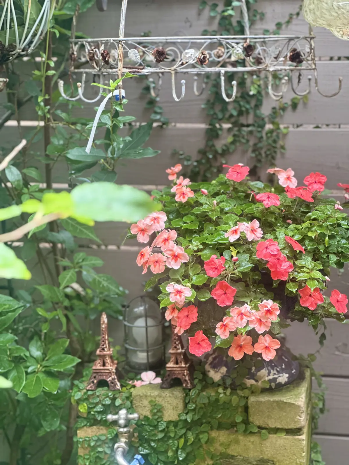 10月も下旬、本格的な秋到来！植物たちもの画像_6