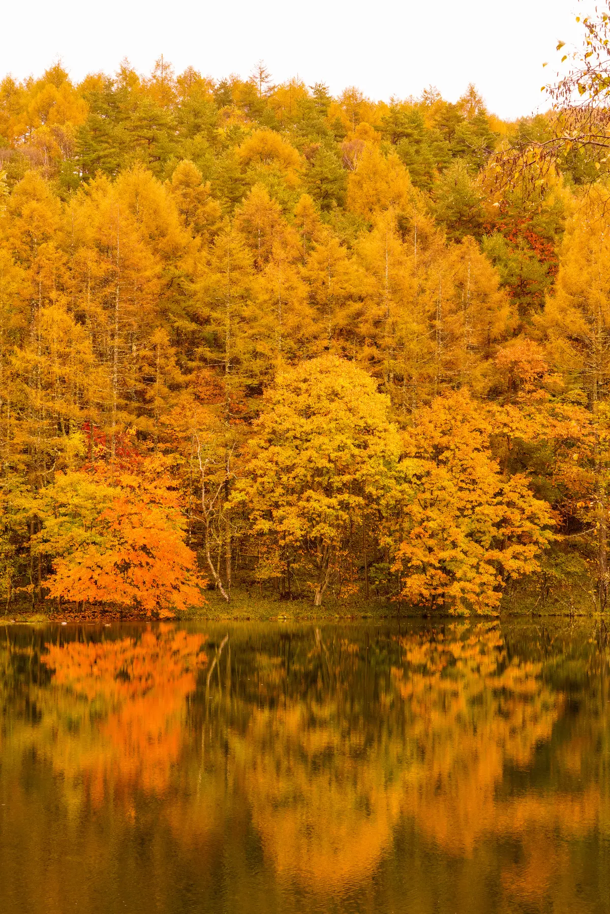 「E by eclatふんわりタックスカの画像_5