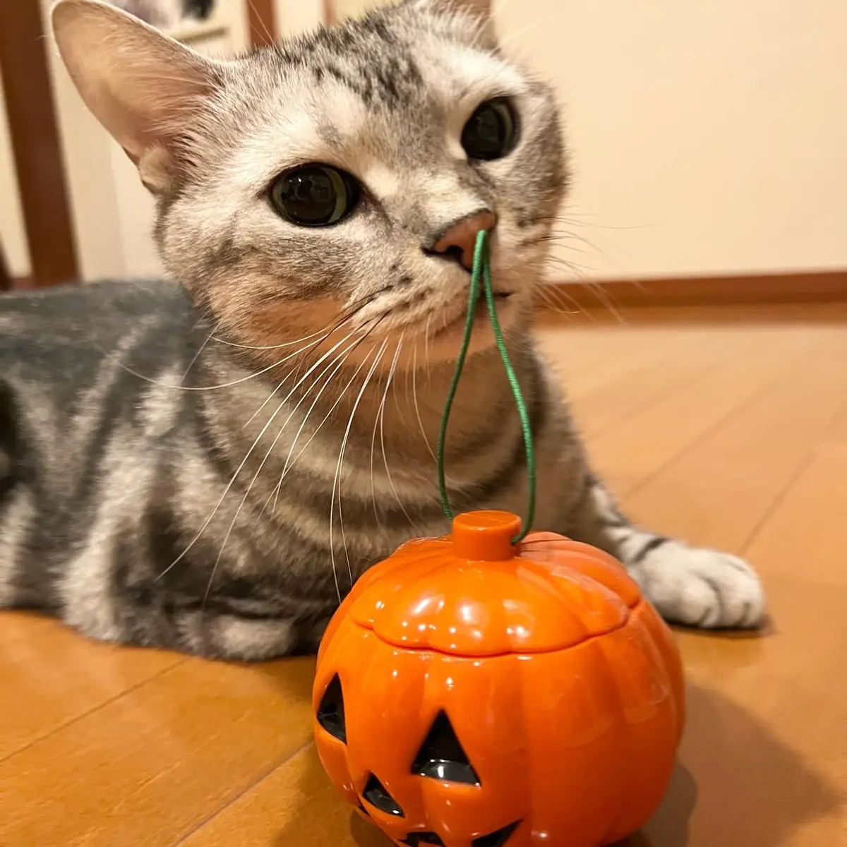 ハロウィンのお菓子　ケース