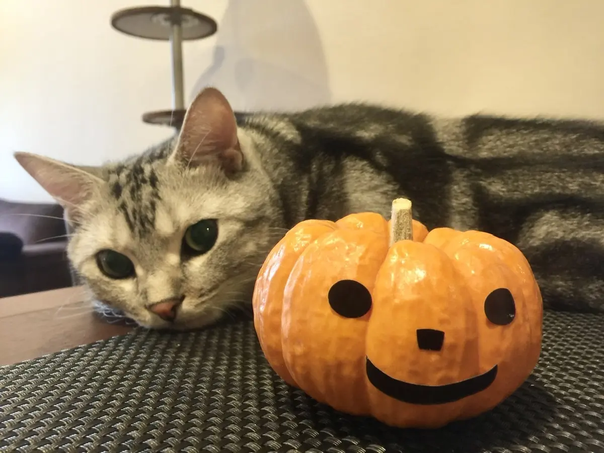 カボチャとアラン