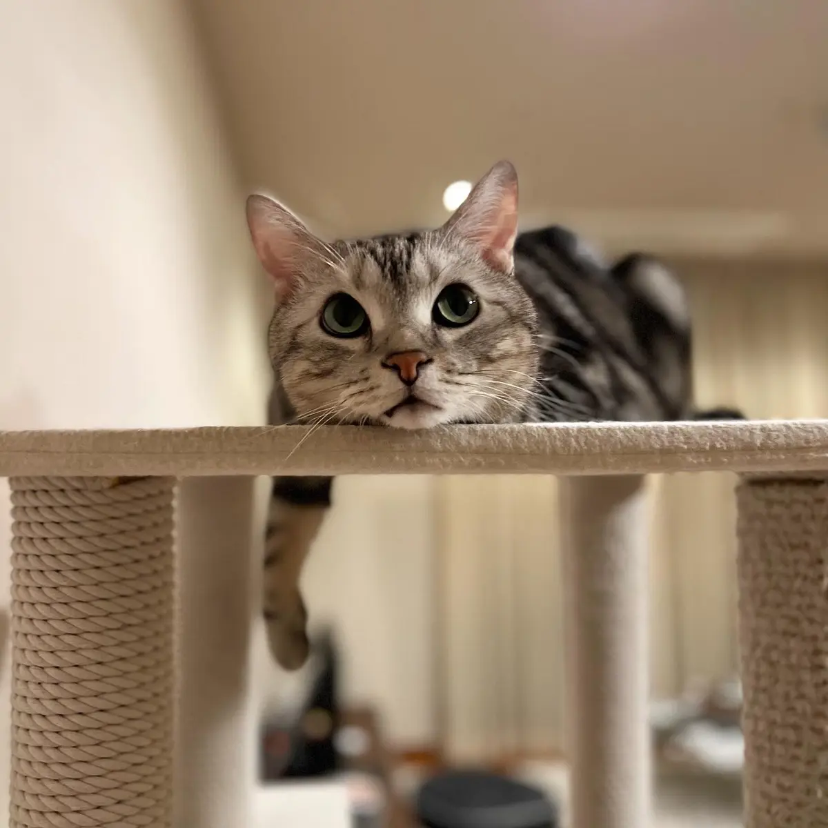 キャットタワーの上でくつろぐアラン