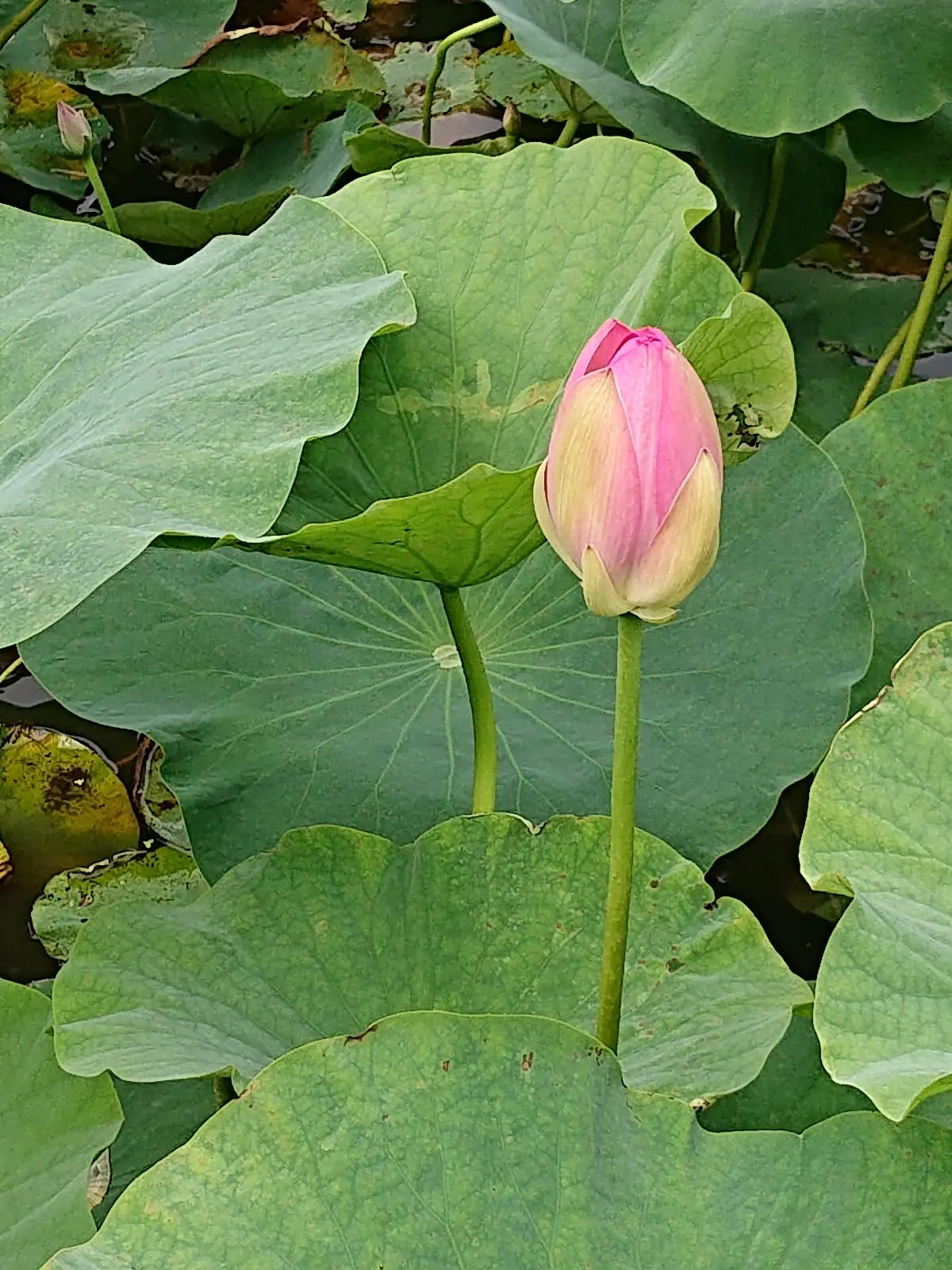 私にとって唯一無二の場所 DIC川村記念の画像_17