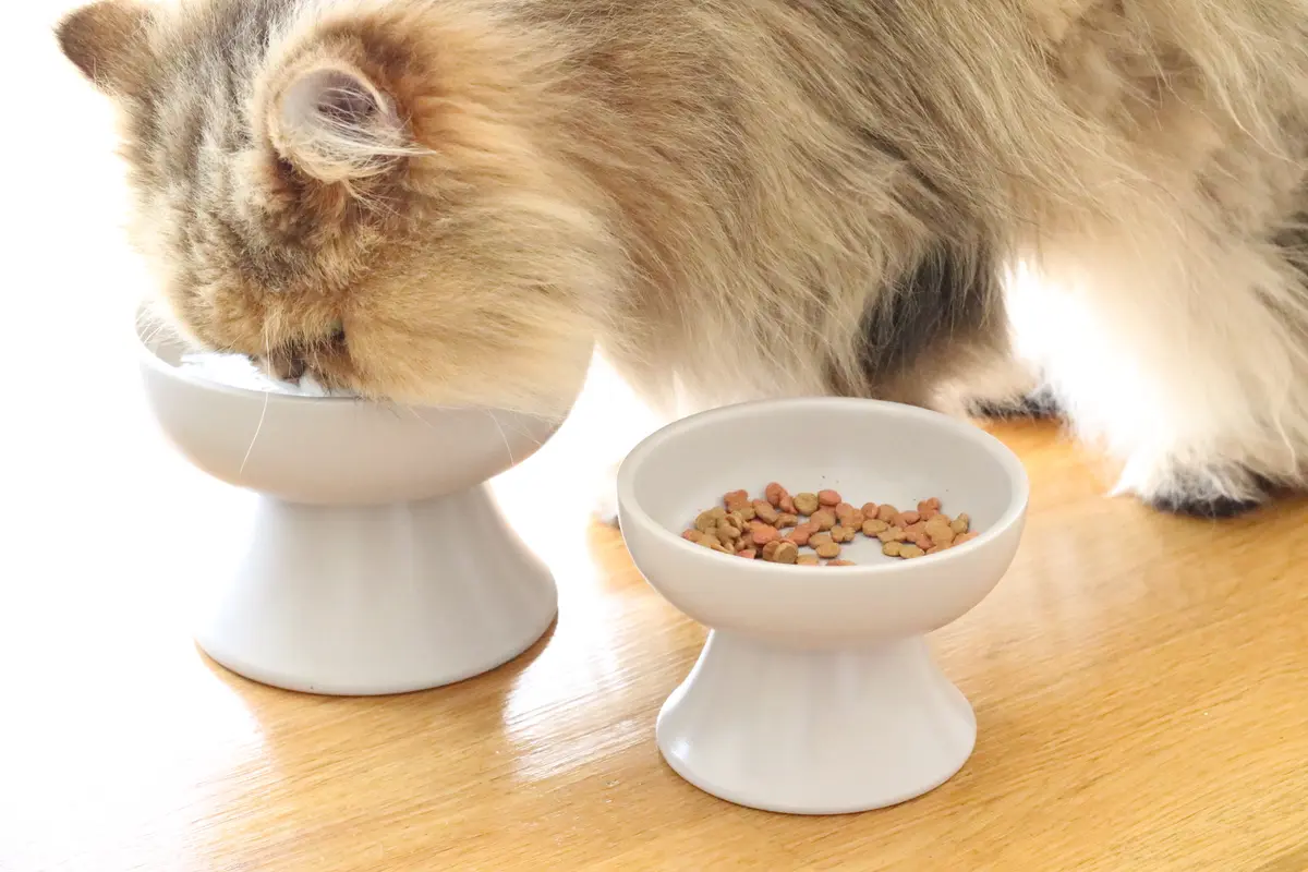 猫用食器　美濃焼