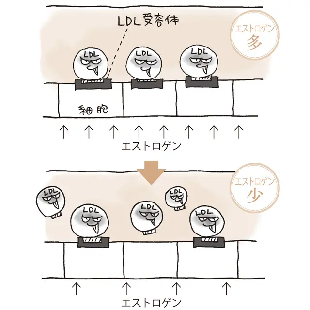 コレステロール値急上昇