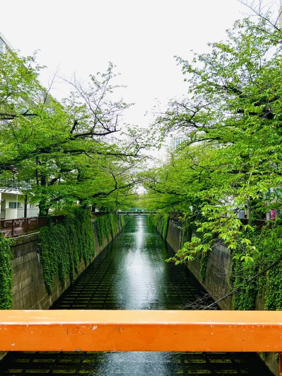 いつもの目黒川の風景