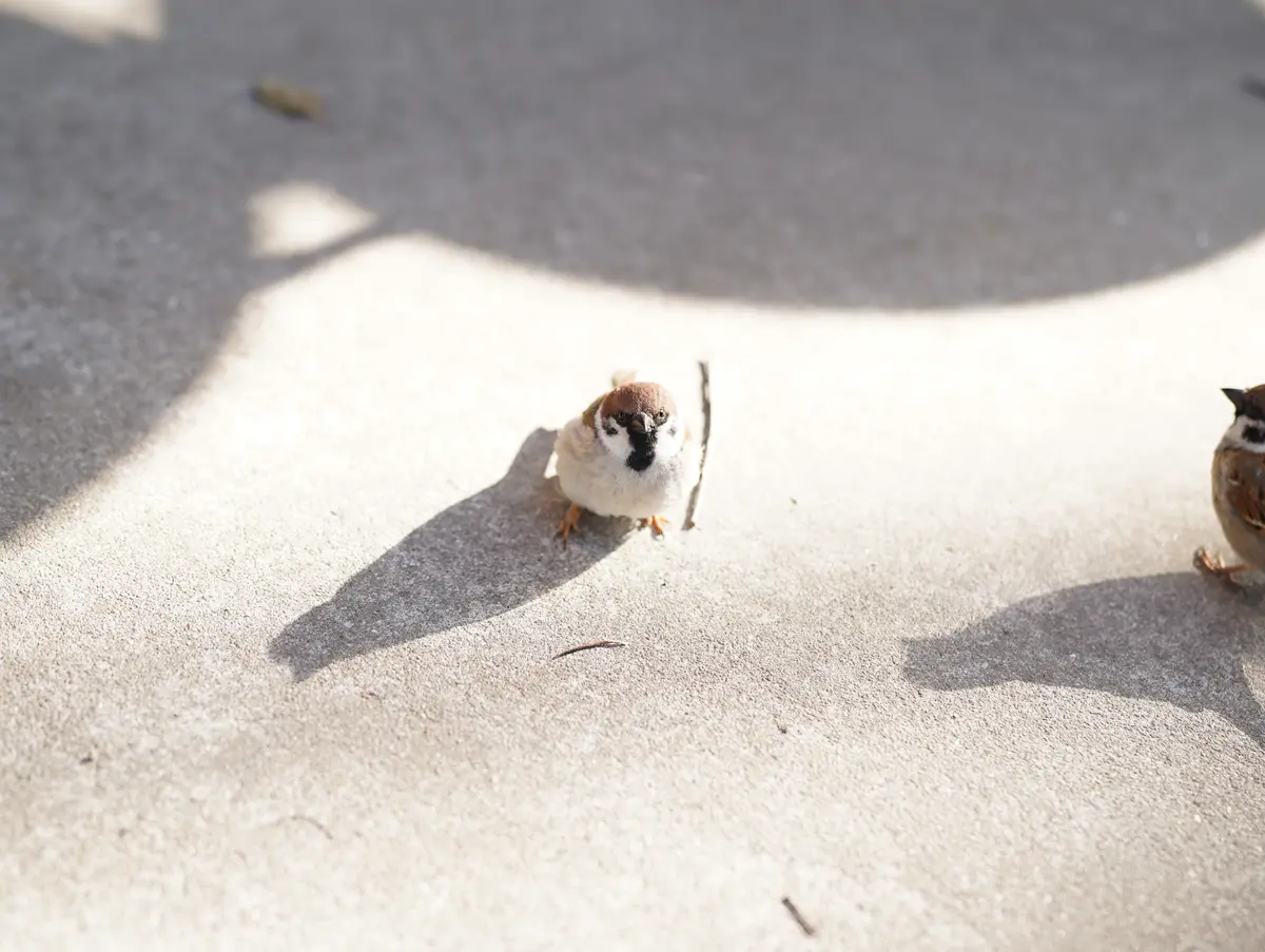 桜満開🌸大阪城公園へ♪の画像_11