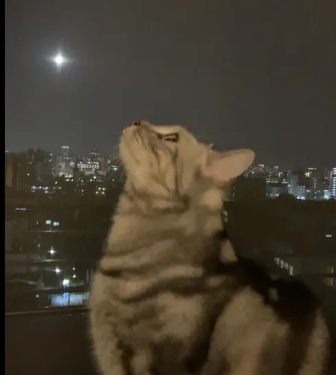 Happy Halloween!の画像_2