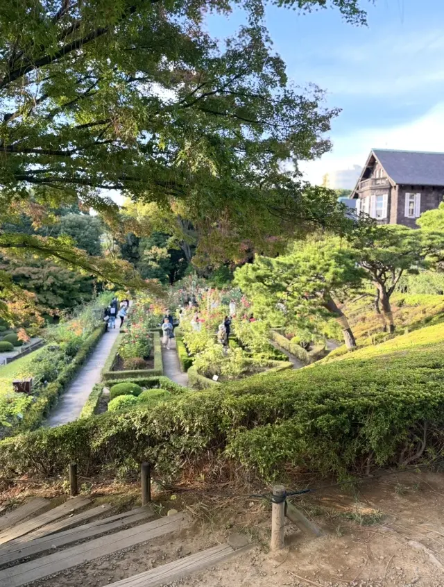 美しいバラと紅葉、旧古河庭園への画像_5