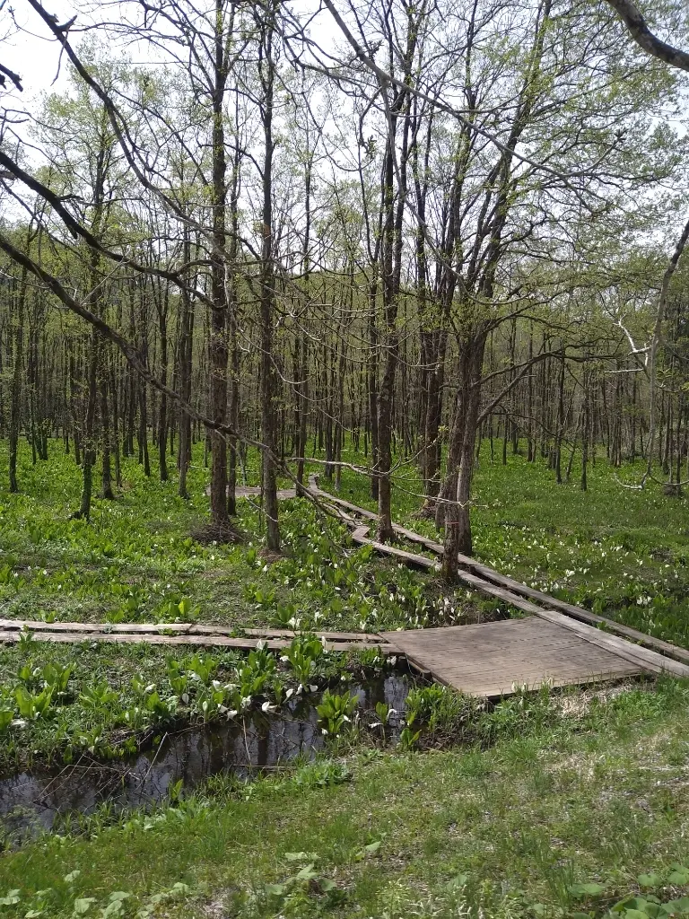 ミズバショウの小路交差地点