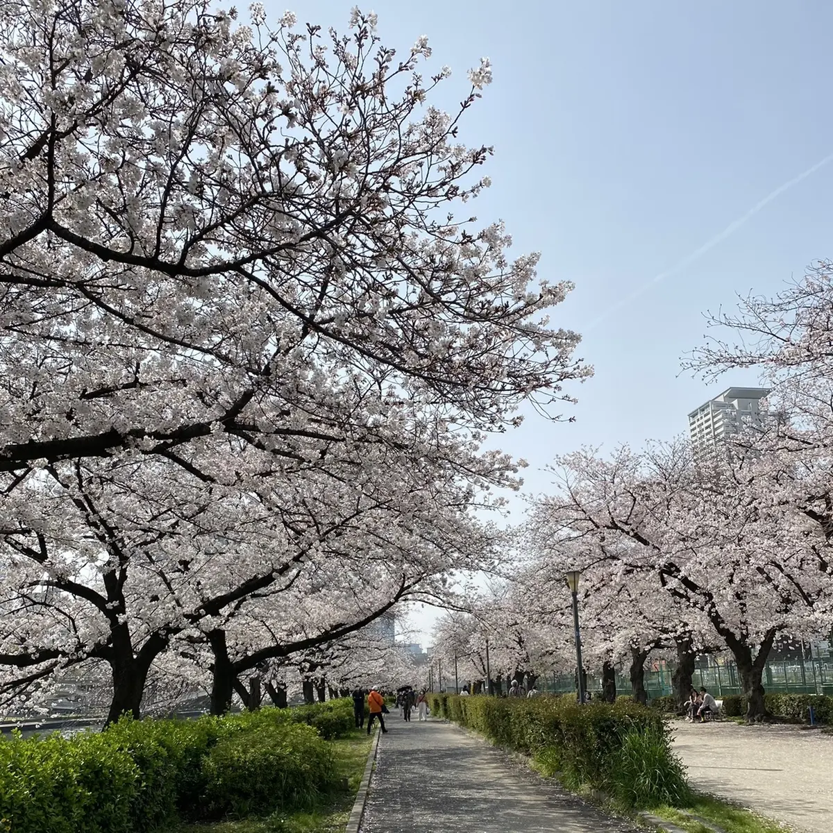 北新地でランチの後は桜の名所までお散歩♫の画像_4