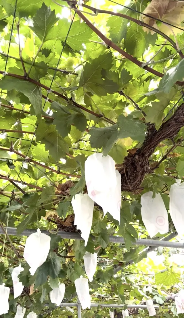 秋の贅沢時間シャインマスカット食べ放題のの画像_2