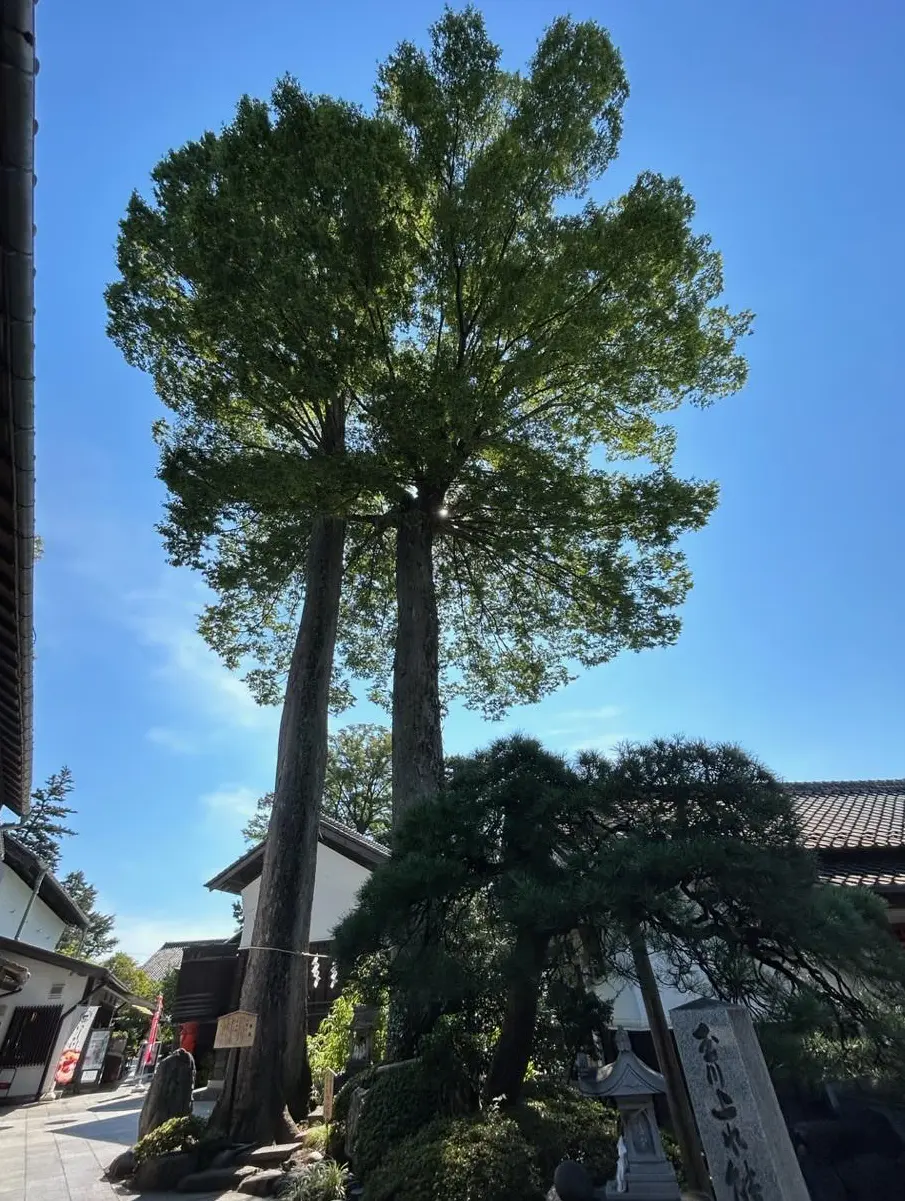 ２本から成る夫婦ケヤキ