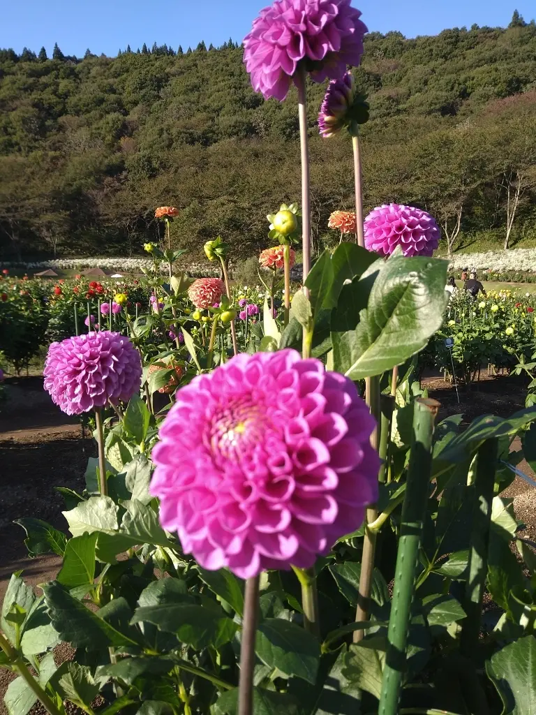 ナマハゲコウセイ