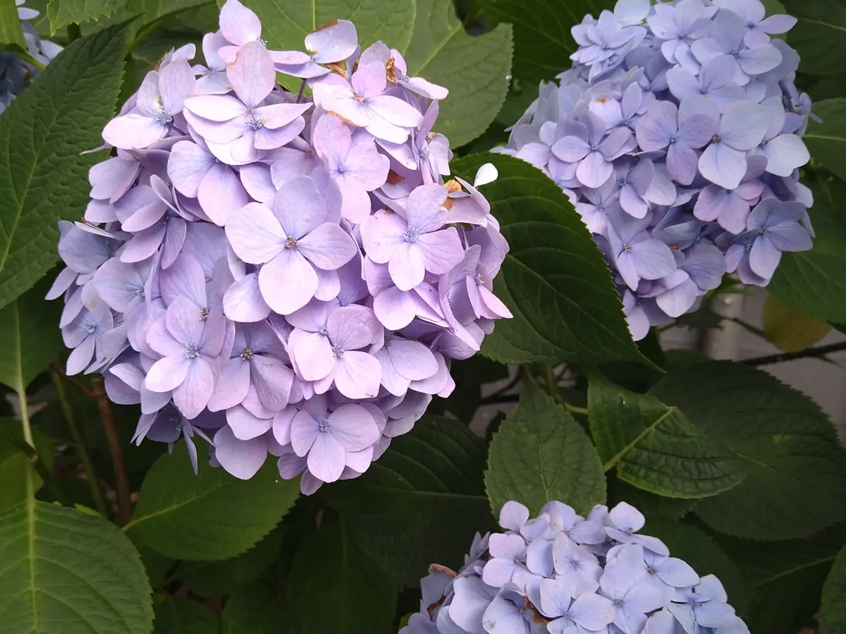 〈鎌倉〉紫陽花とランチとクリームソーダとの画像_18