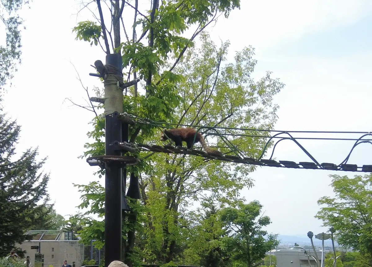 念願だった北海道旭川市「旭山動物園」行っの画像_10