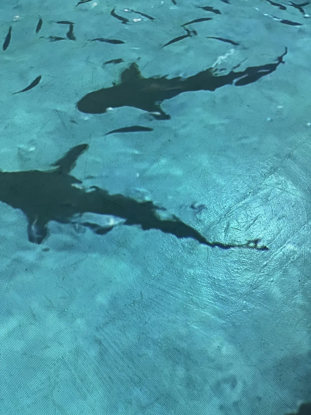 暑〜い週末に涼しげなランチをの画像_2