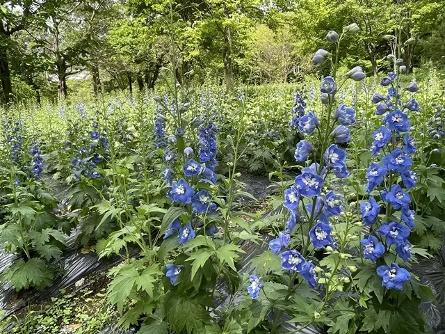 埼玉県森林公園「デルフィニウム」
