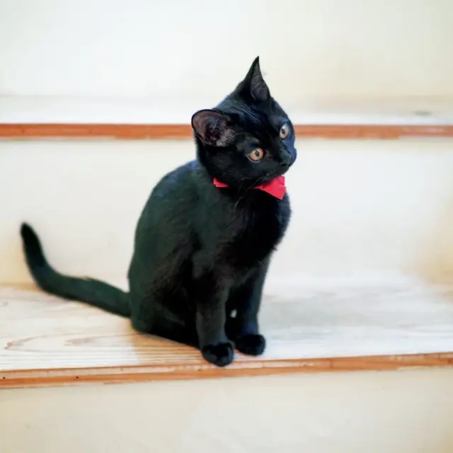 クミン　♂ ボンベイ 4カ月