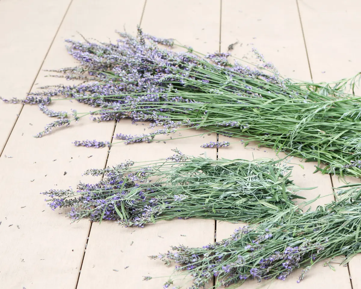 庭のラベンダーが咲きだしました～の画像_2