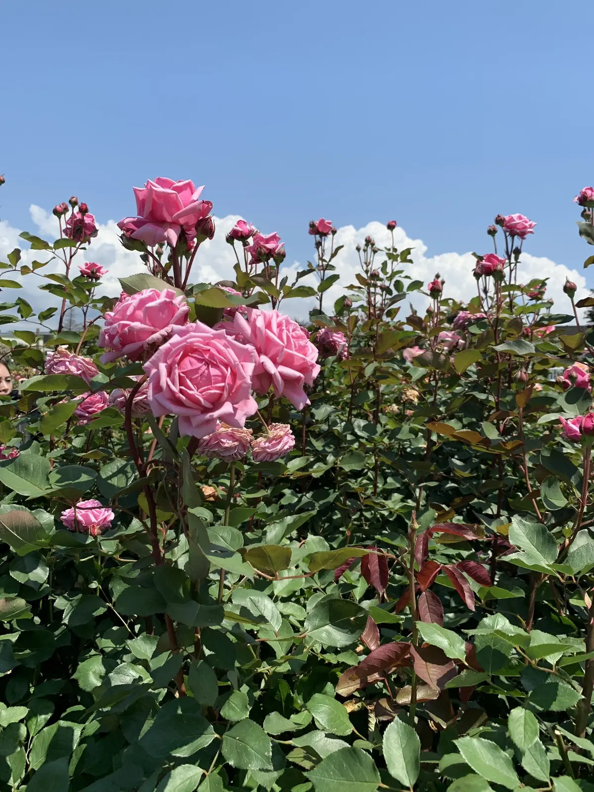 大人の遠足〜薔薇とワインを楽しむ会〜の画像_17
