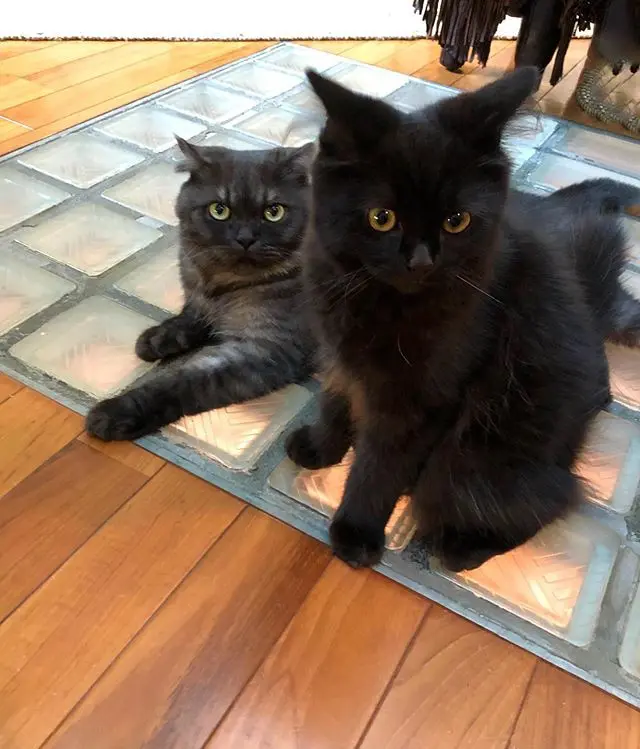 黒いふわふわの正体は･･･？の画像_1