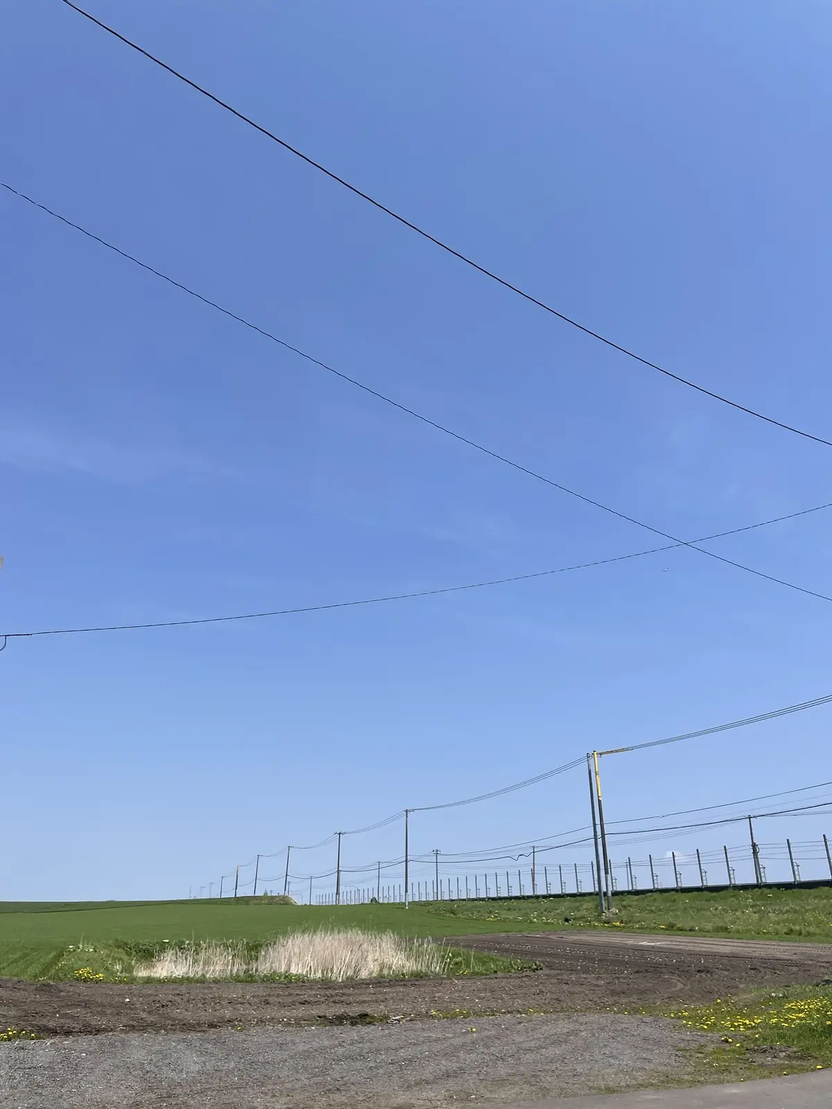 北海道の風土ってワイルドで面白い♪の画像_1
