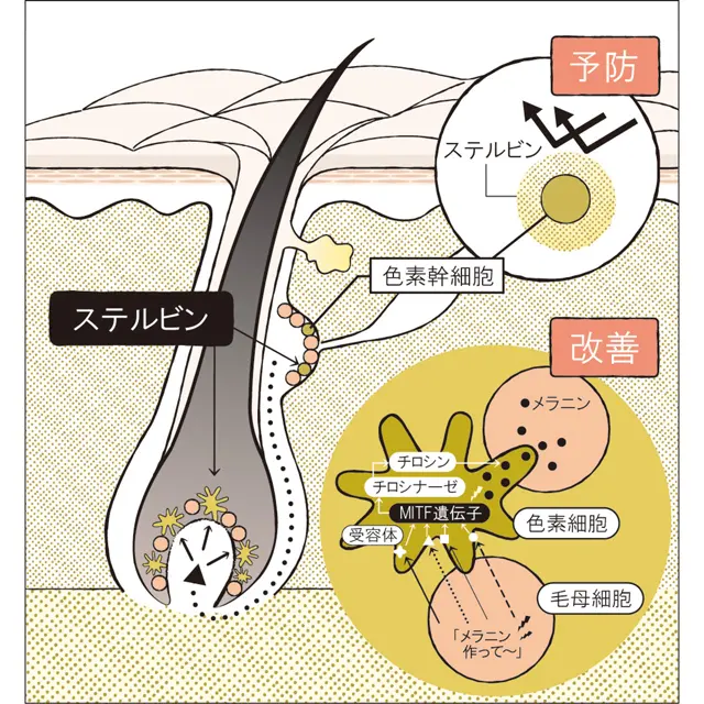 資料・写真提供：ホーユー