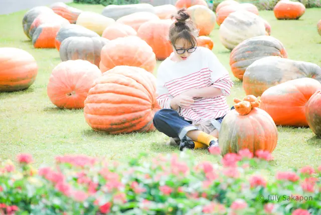 【さかぽんの冒険】巨大カボチャの旅@日比の画像_7