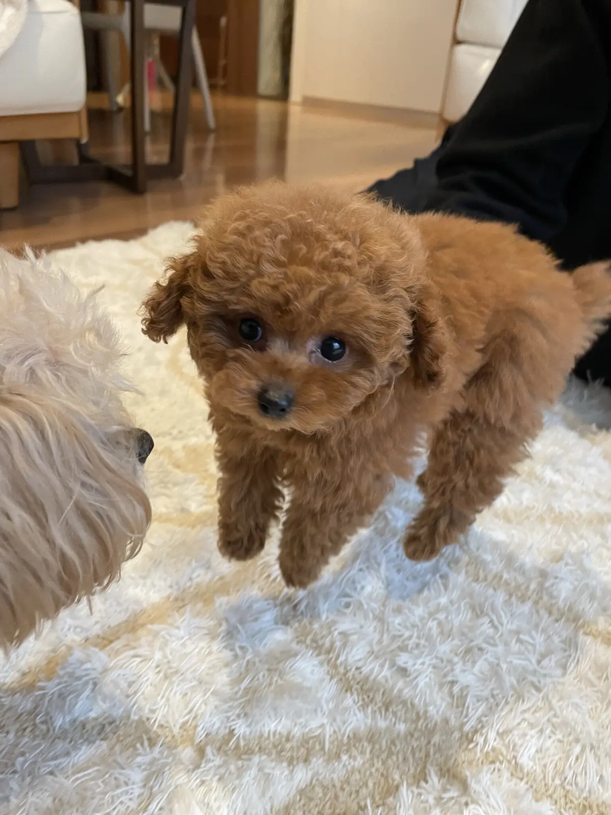 エクラ 華組　鈴木たま江さんの愛犬