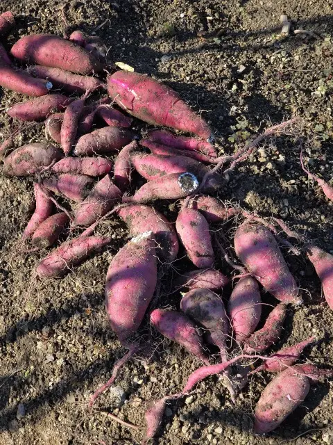 秋の収穫の画像_5